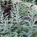 Artemisia ludoviciana 'Silver Queen'